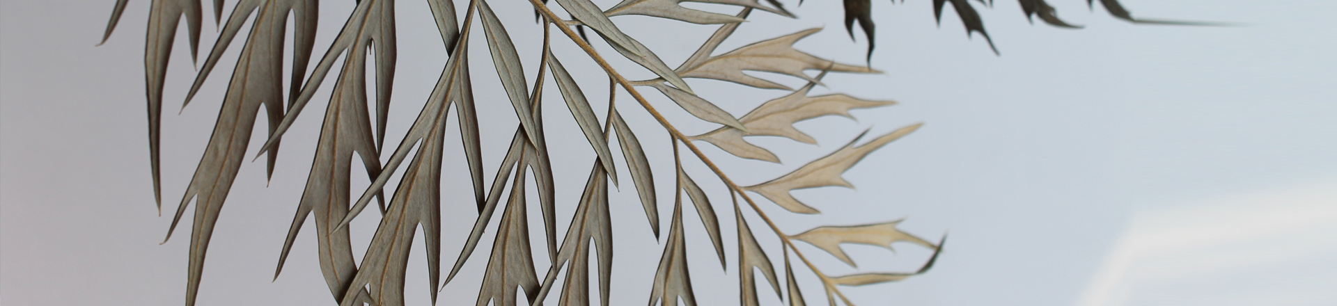 Garden package for Miller Homes Hawksley Park Huddersfield